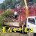 原生桂花树苗高杆黄金桂丹桂花苗庭院别墅地栽盆栽植物耐寒四季桂