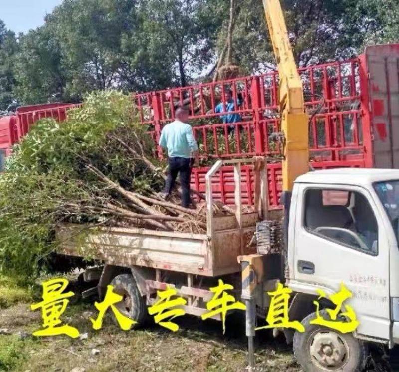 原生桂花树苗高杆黄金桂丹桂花苗庭院别墅地栽盆栽植物耐寒四季桂