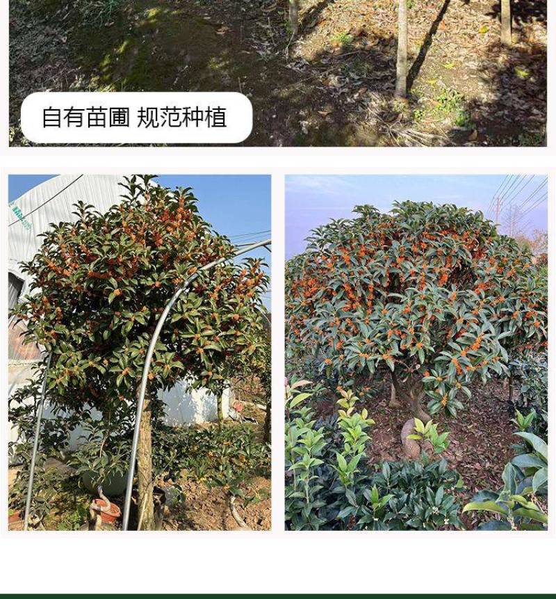 原生桂花树苗高杆黄金桂丹桂花苗庭院别墅地栽盆栽植物耐寒四季桂