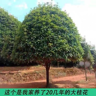 原生桂花树苗高杆黄金桂丹桂花苗庭院别墅地栽盆栽植物耐寒四季桂