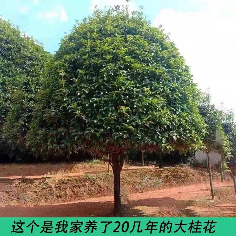 原生桂花树苗高杆黄金桂丹桂花苗庭院别墅地栽盆栽植物耐寒四季桂