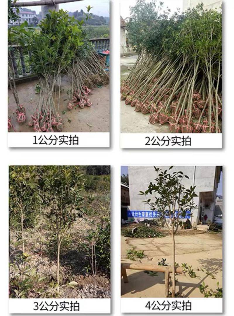 原生桂花树苗高杆黄金桂丹桂花苗庭院别墅地栽盆栽植物耐寒四季桂