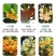 原生桂花树苗高杆黄金桂丹桂花苗庭院别墅地栽盆栽植物耐寒四季桂