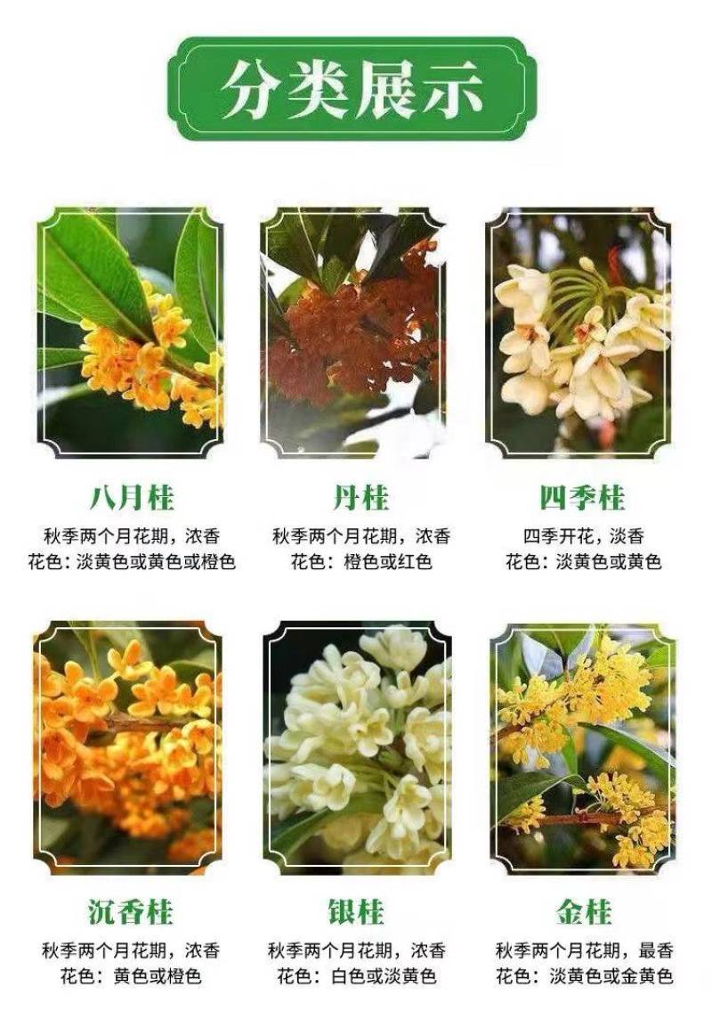 原生桂花树苗高杆黄金桂丹桂花苗庭院别墅地栽盆栽植物耐寒四季桂