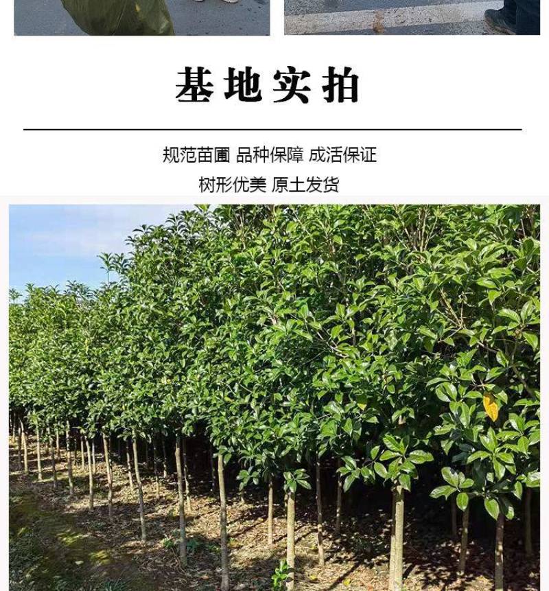 原生桂花树苗高杆黄金桂丹桂花苗庭院别墅地栽盆栽植物耐寒四季桂