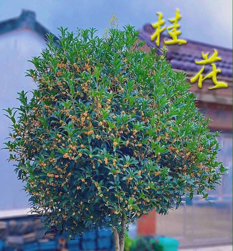 原生桂花树苗高杆黄金桂丹桂花苗庭院别墅地栽盆栽植物耐寒四季桂