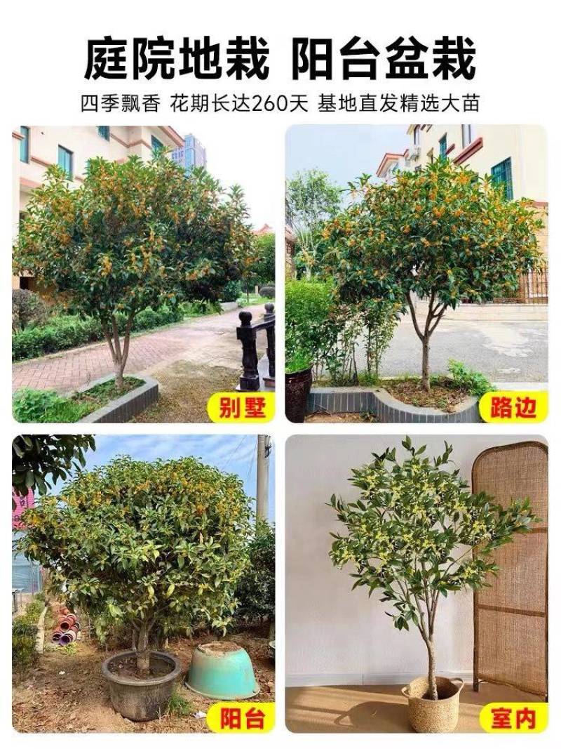 原生桂花树苗高杆黄金桂丹桂花苗庭院别墅地栽盆栽植物耐寒四季桂