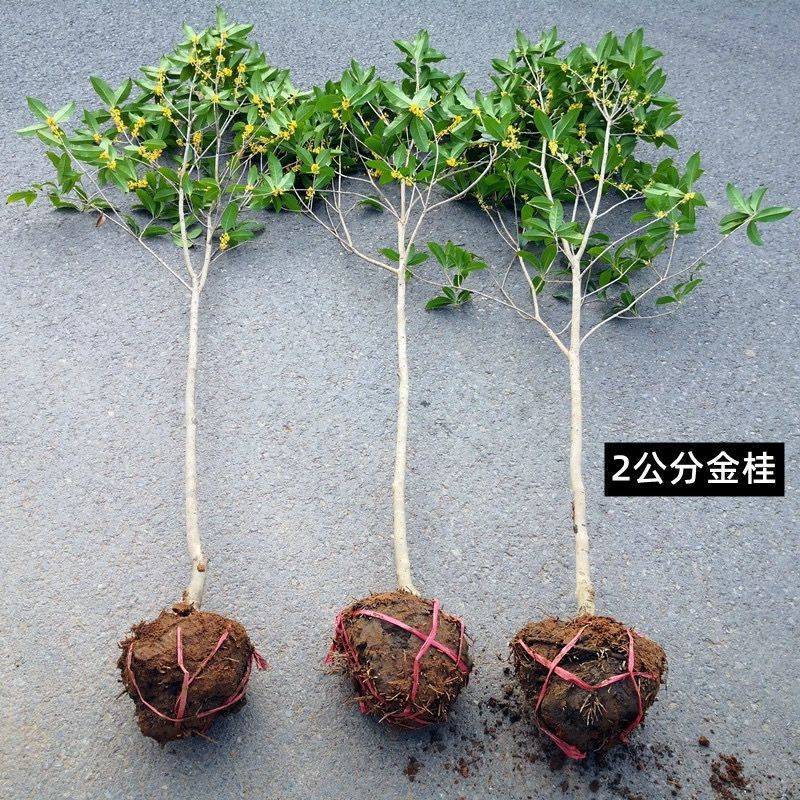 原生桂花树苗高杆黄金桂丹桂花苗庭院别墅地栽盆栽植物耐寒四季桂