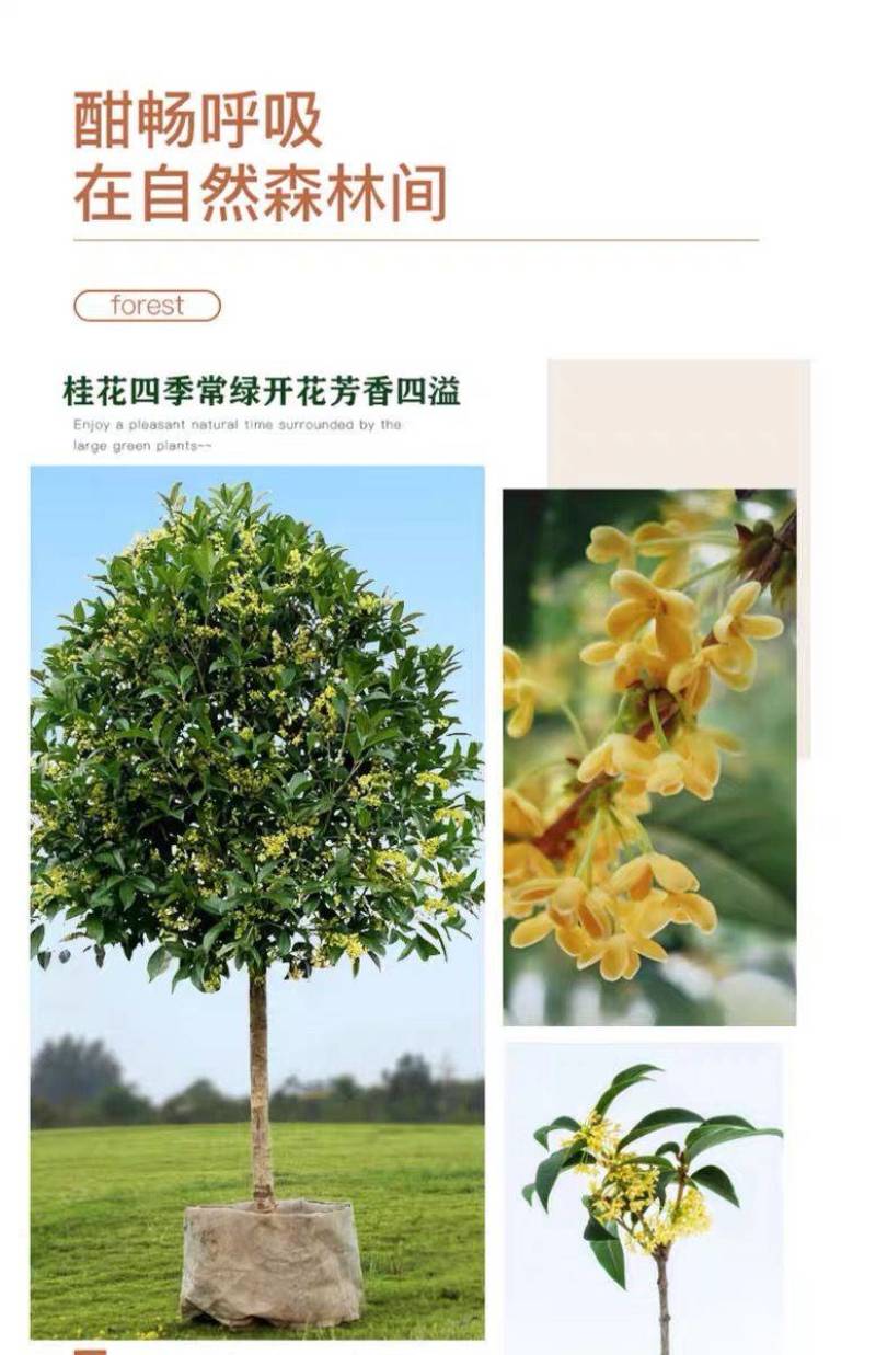 原生桂花树苗高杆黄金桂丹桂花苗庭院别墅地栽盆栽植物耐寒四季桂