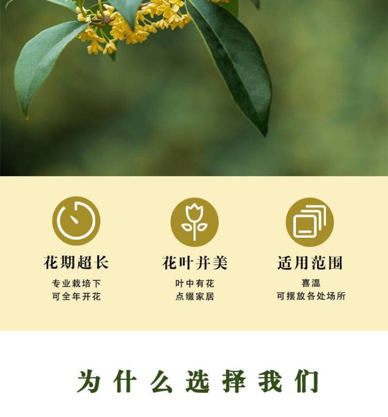 原生桂花树苗高杆黄金桂丹桂花苗庭院别墅地栽盆栽植物耐寒四季桂