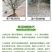 原生桂花树苗高杆黄金桂丹桂花苗庭院别墅地栽盆栽植物耐寒四季桂