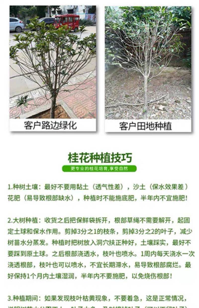 原生桂花树苗高杆黄金桂丹桂花苗庭院别墅地栽盆栽植物耐寒四季桂
