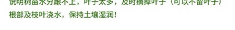 原生桂花树苗高杆黄金桂丹桂花苗庭院别墅地栽盆栽植物耐寒四季桂