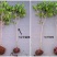 原生桂花树苗高杆黄金桂丹桂花苗庭院别墅地栽盆栽植物耐寒四季桂