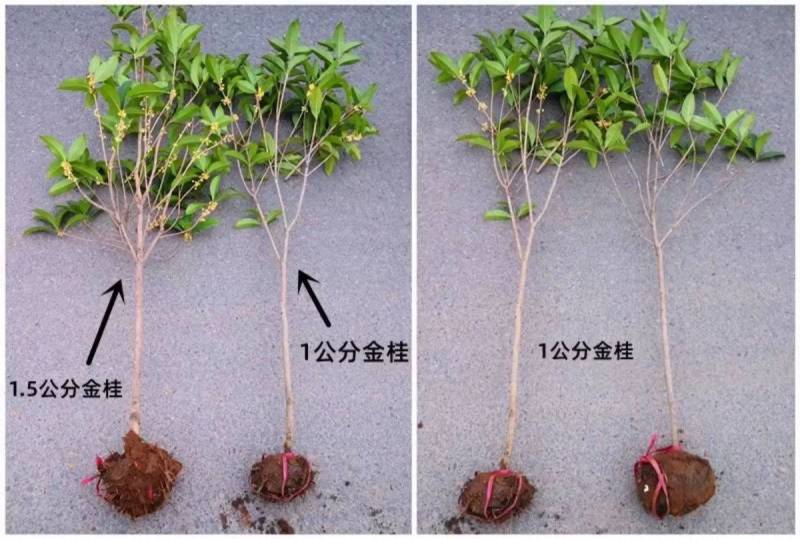 原生桂花树苗高杆黄金桂丹桂花苗庭院别墅地栽盆栽植物耐寒四季桂