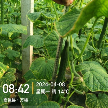 大量现货共应