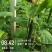 大量现货共应