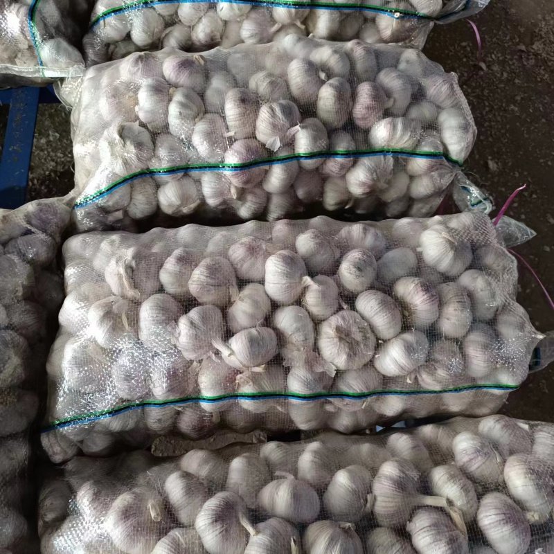山东紫皮大蒜对接出口，市场，电商等产地大量有货全国供应
