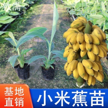 芭蕉苗香蕉苗粉蕉苗红香蕉苗小米蕉苗苹果蕉苗矮化蕉苗皇帝蕉