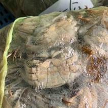 盘锦河蟹，都是精品货，1公，1母，