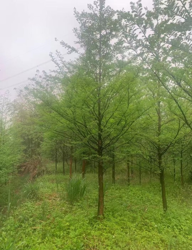 杉树基地大量批发3公分-20公分杉树，落羽杉