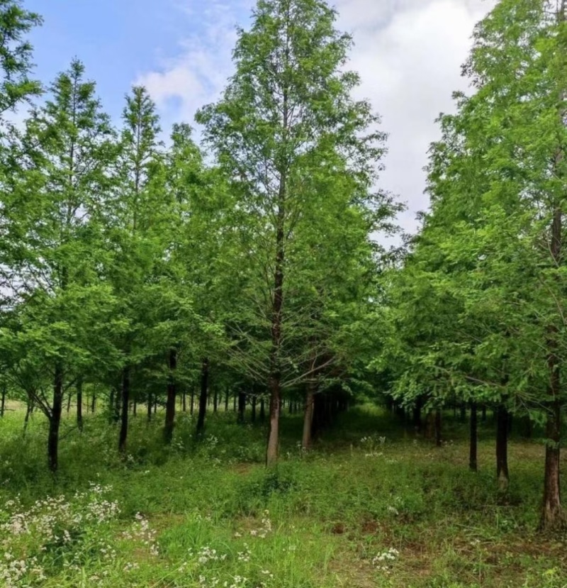 杉树基地大量批发3公分-20公分杉树，落羽杉