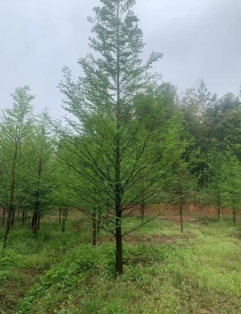 杉树基地大量批发3公分-20公分杉树，落羽杉