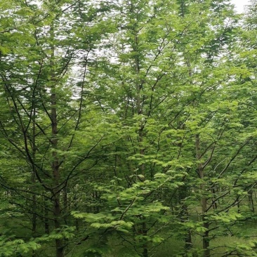 杉树基地大量批发3公分-20公分杉树，落羽杉