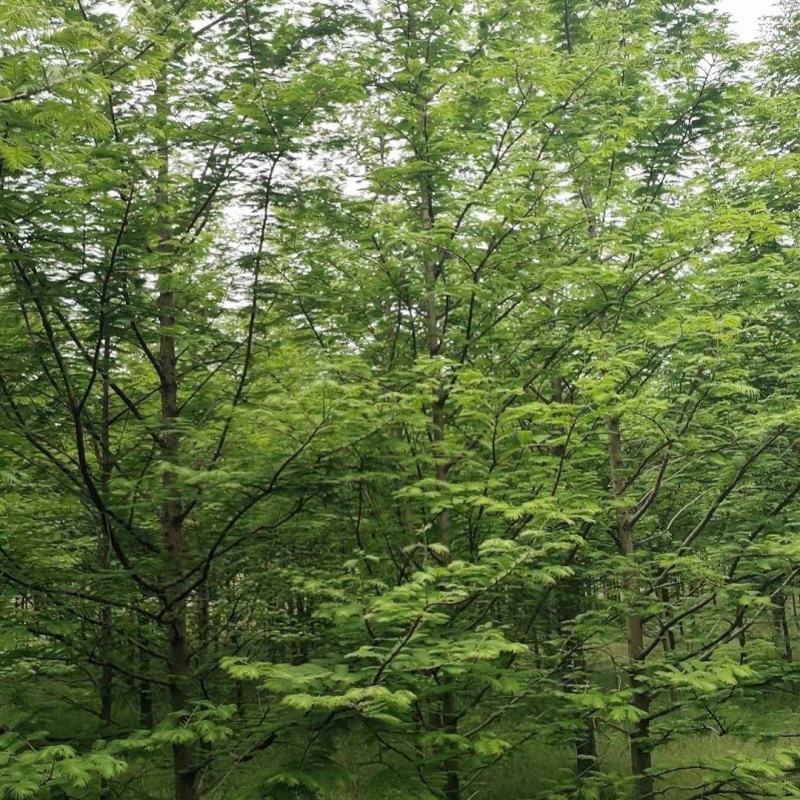 杉树基地大量批发3公分-20公分杉树，落羽杉