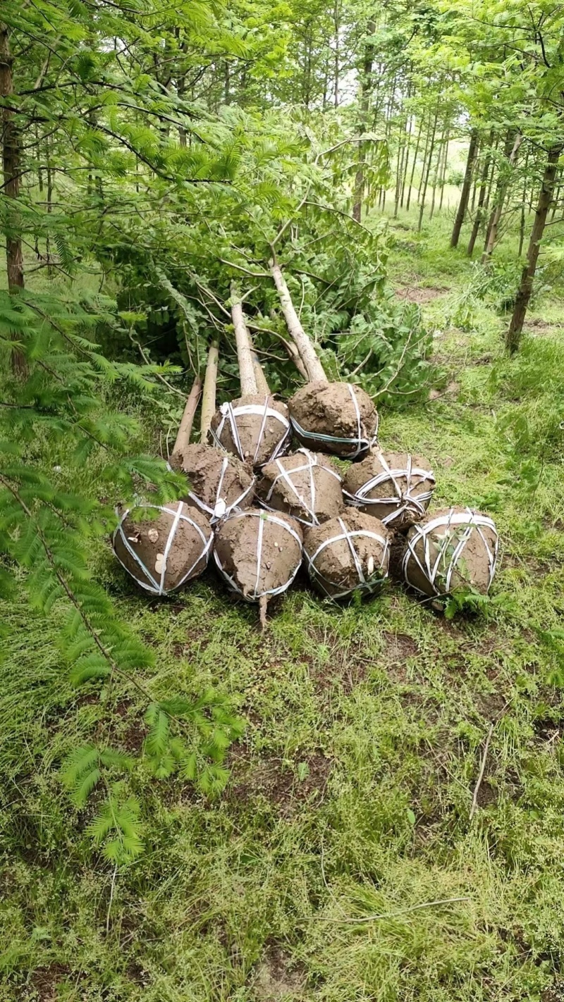 杉树基地大量批发3公分-20公分杉树，落羽杉