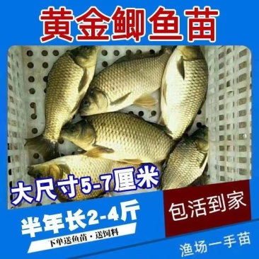 小银鲫鱼湘鲫鱼苗淡水活体草鱼花鲢苗