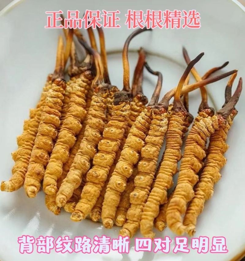冬虫夏草断草纯肉体批发零售各种规格正宗西藏那曲大断草自用