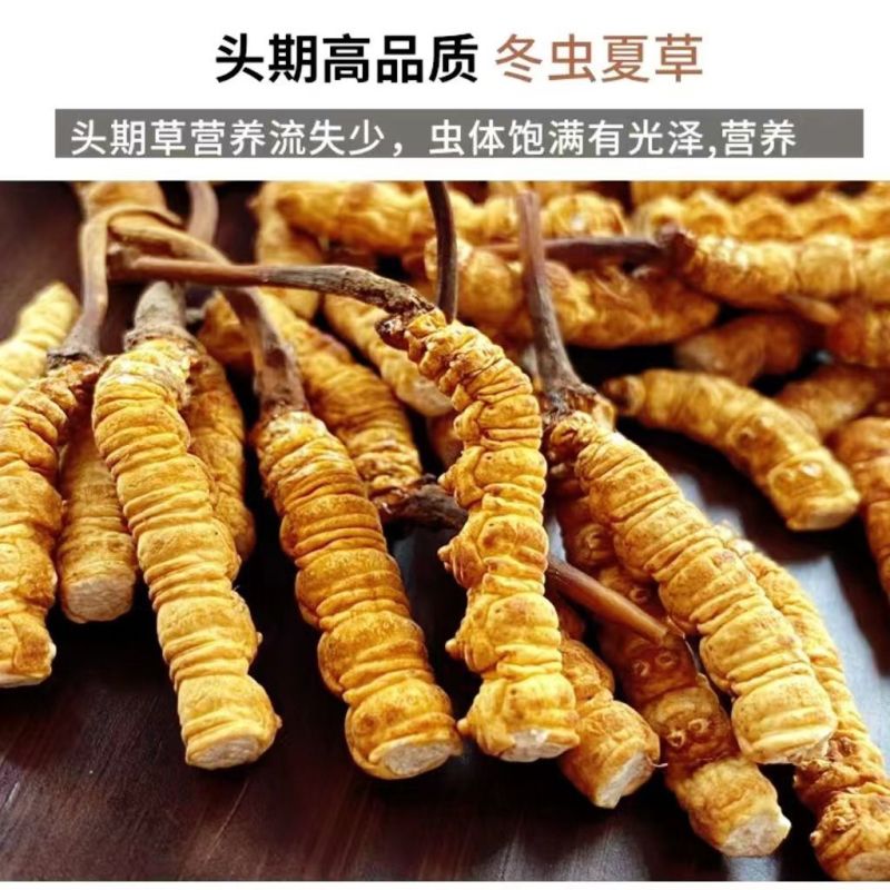 冬虫夏草断草纯肉体批发零售各种规格正宗西藏那曲大断草自用