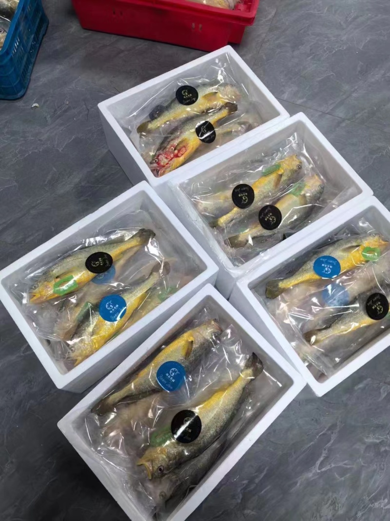 福建宁德霞浦新鲜大黄花鱼小黄花鱼一手货源