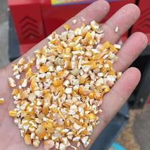 养殖碎玉米养殖鸡鸭鹅猪牛羊毛粮碎玉米