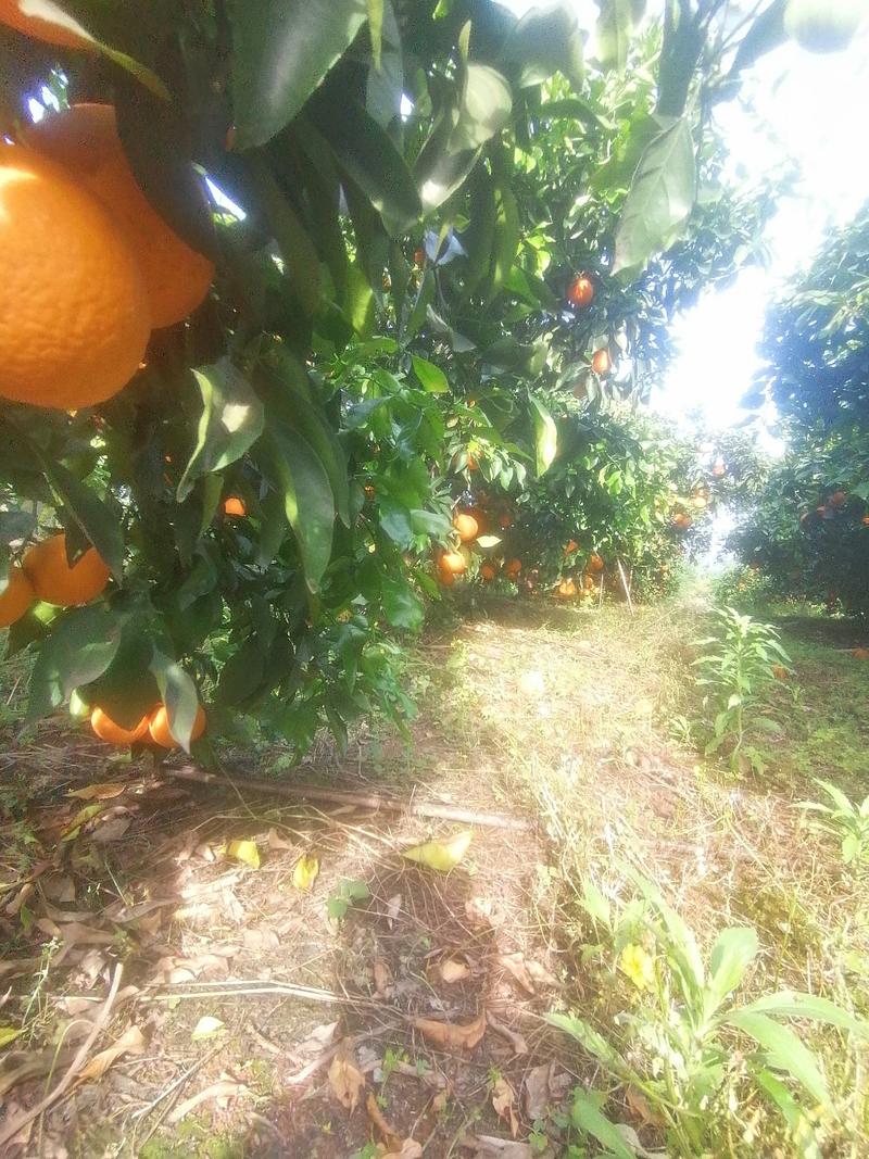 柑橘，青见