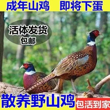 养殖饲养山鸡