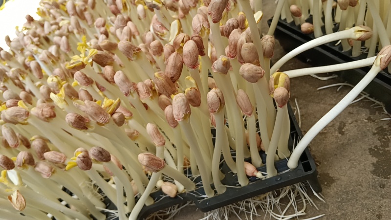 【推荐】湖北本地花生芽，芽苗菜，产地直发质量保证欢迎电联