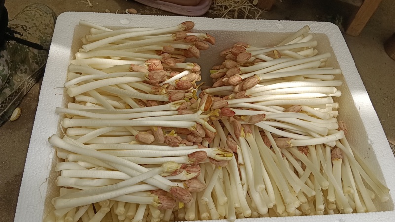 【推荐】湖北本地花生芽，芽苗菜，产地直发质量保证欢迎电联