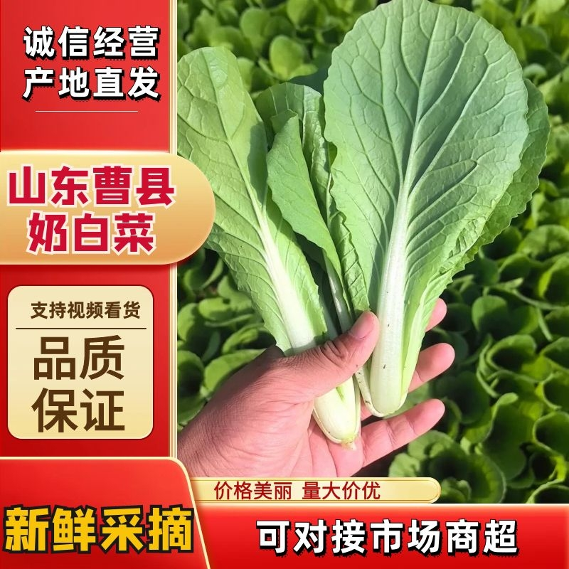 山东精品新鲜奶白菜货源充足量大从优对接全国客商欢迎电联
