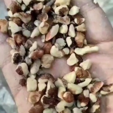 各种规格核桃仁，核桃果，榨油料，长期大量供应，可以视频直接看