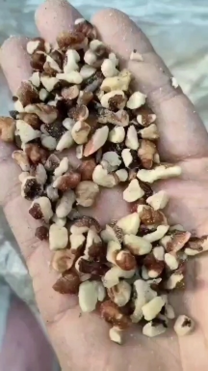 各种规格核桃仁，核桃果，榨油料，长期大量供应，可以视频直接看