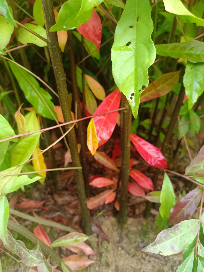 造林苗，裸根苗防火苗杜英裸根，地径08高80以上