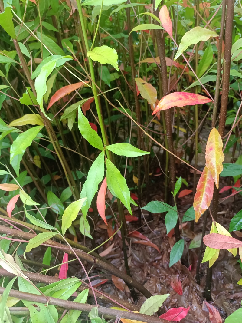 造林苗，裸根苗防火苗杜英裸根，地径08高80以上