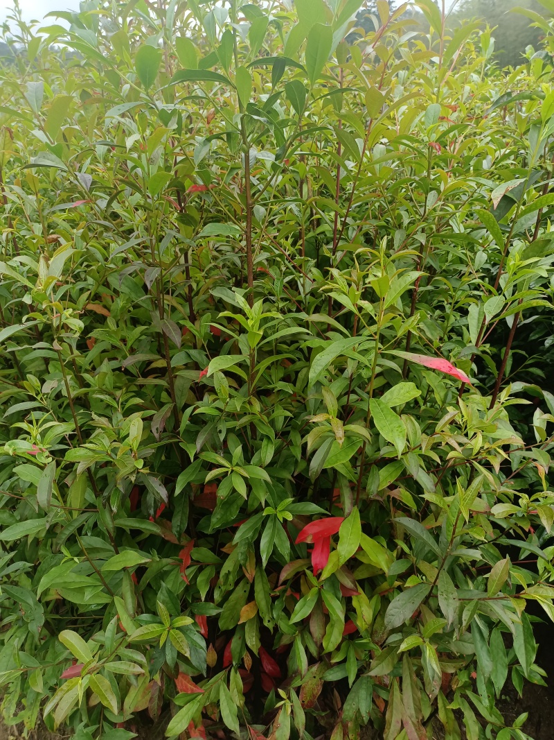造林苗，裸根苗防火苗杜英裸根，地径08高80以上