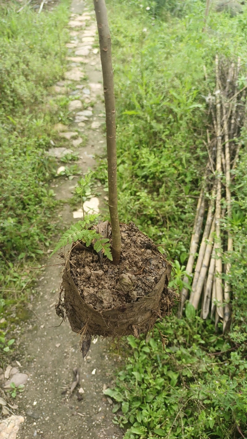 造林苗，木荷杯苗，防火苗，木荷袋苗，自家苗圃，基地直发，