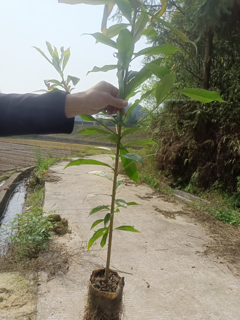 造林苗，木荷杯苗，防火苗，木荷袋苗，自家苗圃，基地直发，