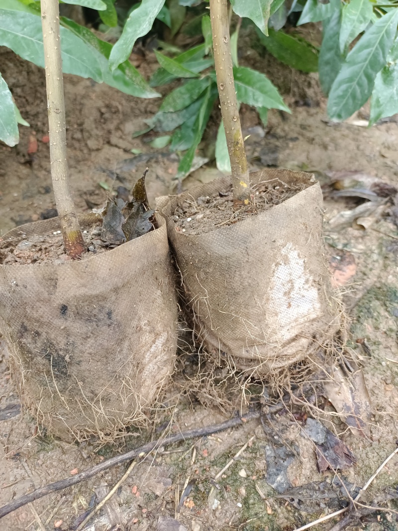 造林苗，木荷杯苗，防火苗，木荷袋苗，自家苗圃，基地直发，