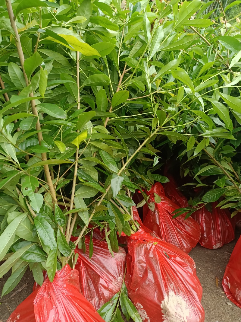 造林苗，木荷杯苗，防火苗，木荷袋苗，自家苗圃，基地直发，