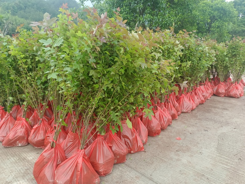 造林苗，木荷杯苗，防火苗，木荷袋苗，自家苗圃，基地直发，